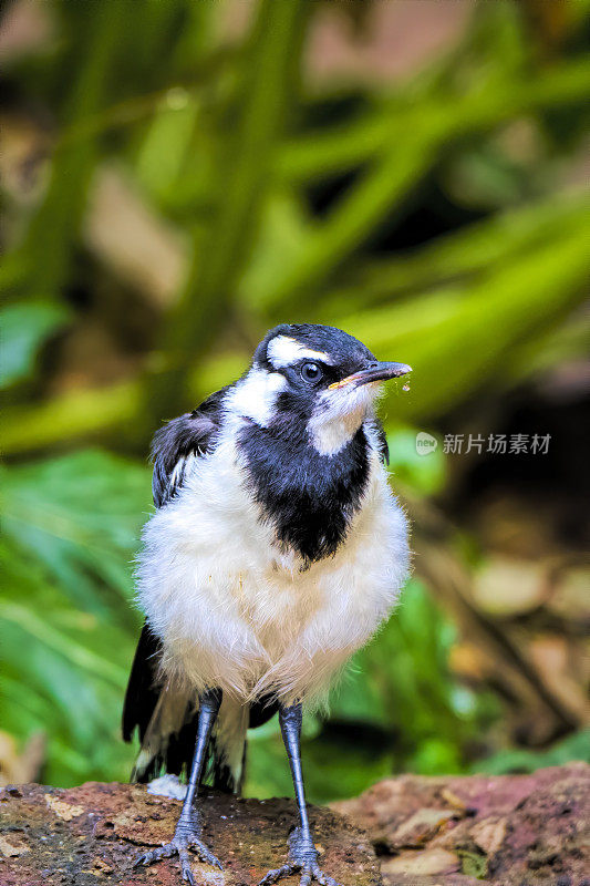 喜鹊 (Grllina cyanoleuca)